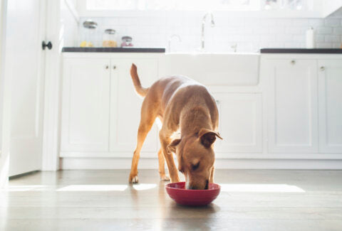Alles über das Gewicht bei Hunden: Der umfassende Ratgeber