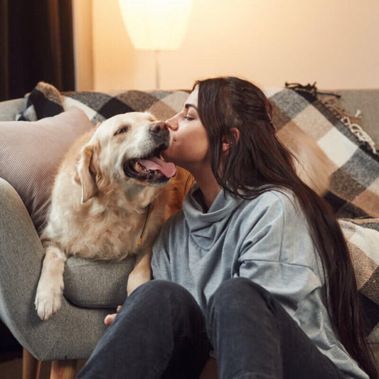 Leishmaniose-Symptome beim Hund erkennen