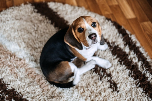 Die besten natürlichen Mittel für Hunde bei Giardien und Durchfall