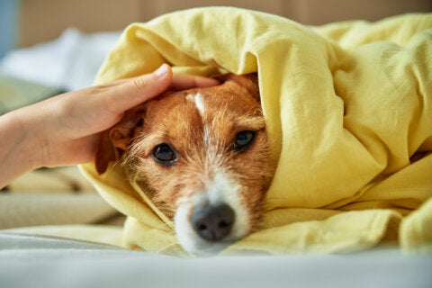 Durchfall beim Hund nach dem Futterwechsel: Was tun?