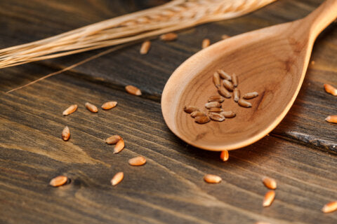 Getreidefreies Trockenfutter: Wann ist es die richtige Wahl für Hunde?