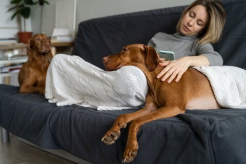 Hormonelle Störungen bei Hunden: Die unsichtbare Gefahr durch Schadstoffe im Futter