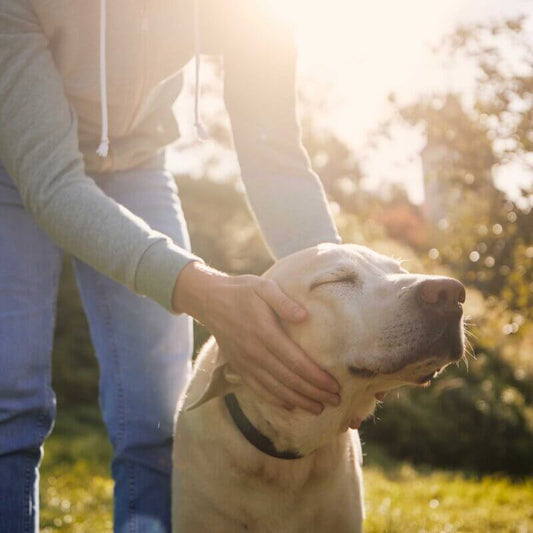 Hundesenioren – wie du deinem Liebling das Altern leichter machst