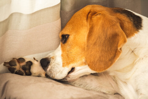 Leishmaniose beim Hund: Symptome im Anfangsstadium