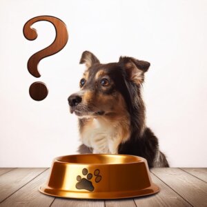 Die Top 12 ungesunder Hundefutter-Zutaten