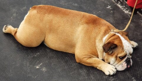 Übergewicht bei Hunden als Krankheit: Mit angepasstem Futter zurück zur Gesundheit