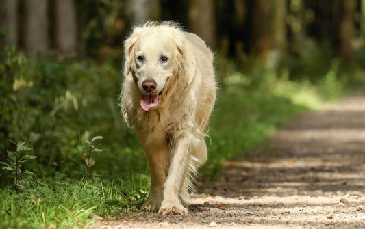 Arthrose beim Hund - Prävention und Behandlung durch Ernährung, pflanzliche Nahrungsergänzung und ergänzende Maßnahmen