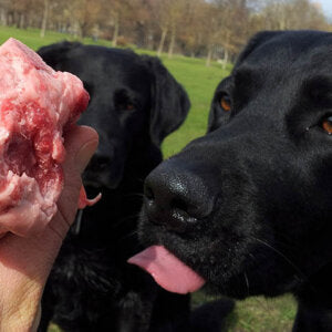 Kausnacks für Hunde