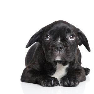 Silvester mit Hund: Die 10 besten Tipps für einen entspannten Jahreswechsel
