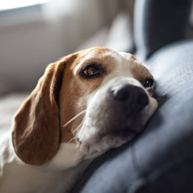 Hunde-Demenz: Symptome und effektive Maßnahmen zur Unterstützung
