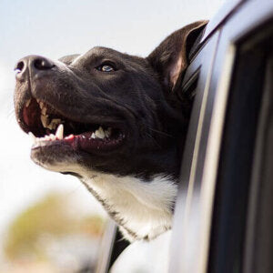 Studie: Hundebesitzer leben länger - weil Hunde glücklich machen