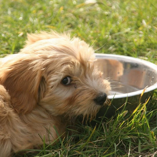 Futterallergie beim Hund