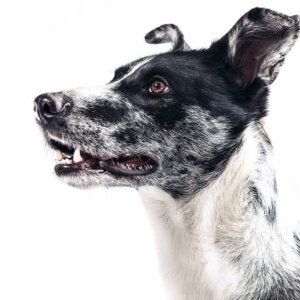 Nierenerkrankungen und Nierendiät beim Hund