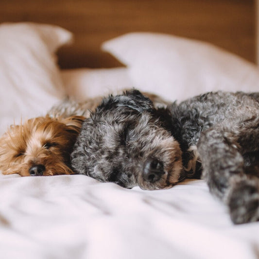 Das richtige Hundebett