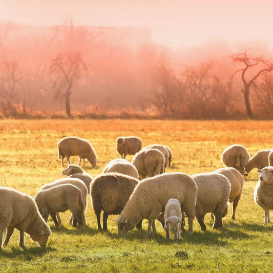 Hundefutter mit Fleisch aus artgerechter Tierhaltung - warum es so viel gesünder ist