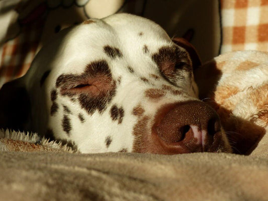 Purinarmes Hundefutter - 10 Tipps bei Leishmaniose, für Dalmatiner & Co.