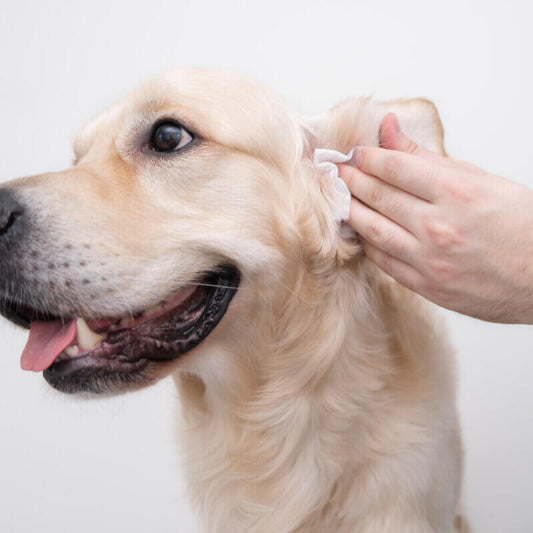 Die besten natürlichen Mittel bei Ohrenentzündung bei Hunden