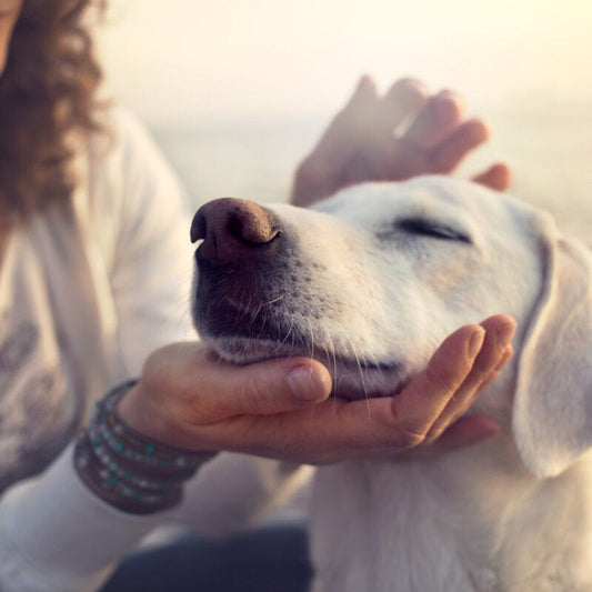 Gallenblasensludge | Ursachen, Behandlung & Prävention von Gallensteinen bei Hunden (und Menschen)