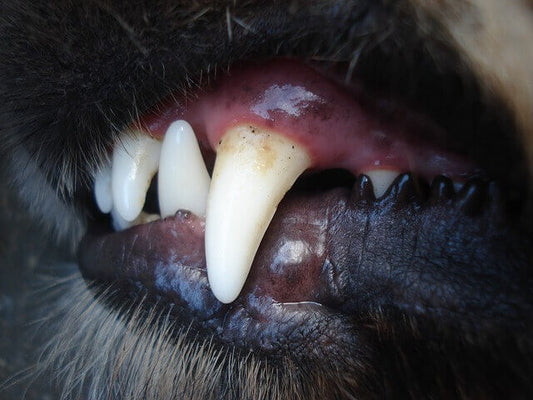 Zahnstein entfernen und Zähne putzen beim Hund | Ganz einfach selbst gemacht - und warum es so wichtig ist