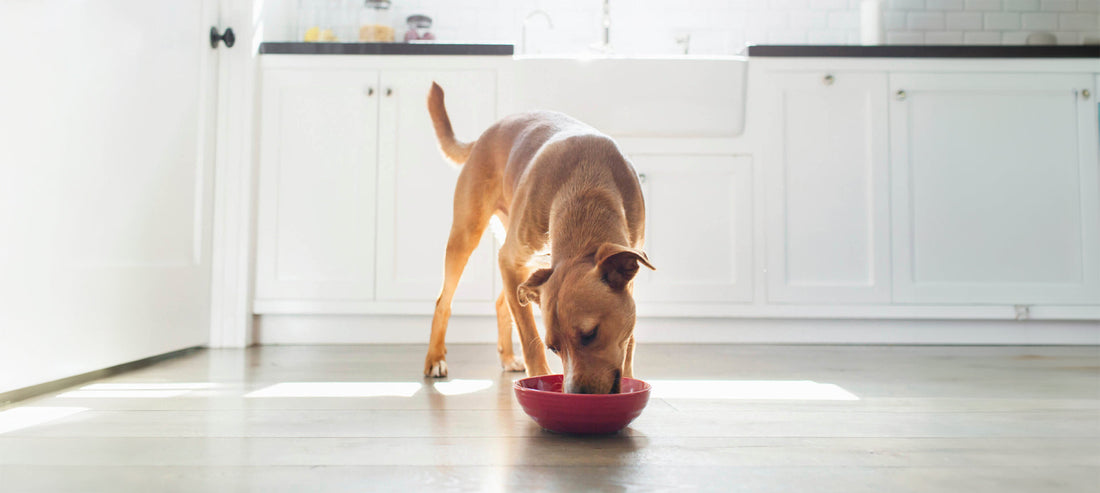 Alles über das Gewicht bei Hunden: Der umfassende Ratgeber