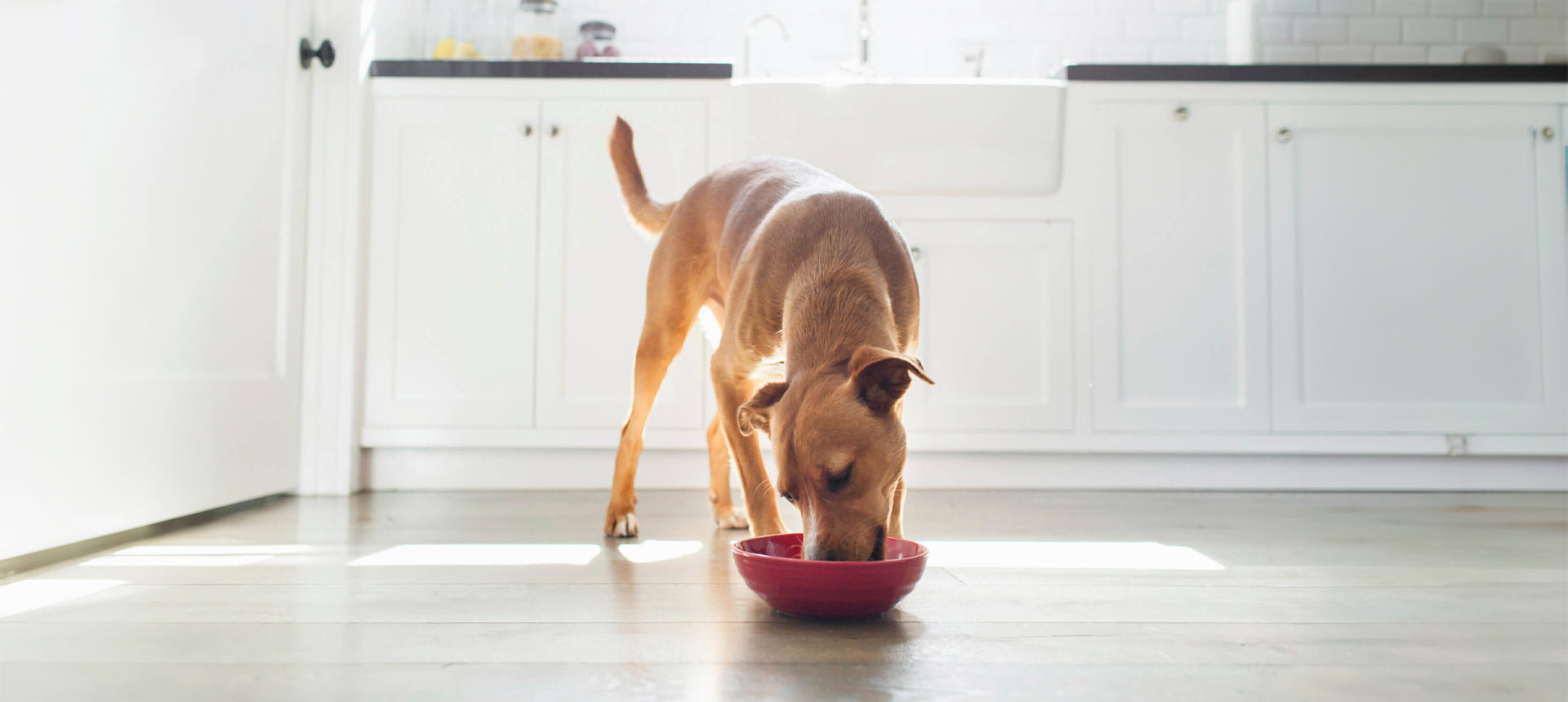 Alles über das Gewicht bei Hunden: Der umfassende Ratgeber
