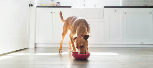 Alles über das Gewicht bei Hunden: Der umfassende Ratgeber