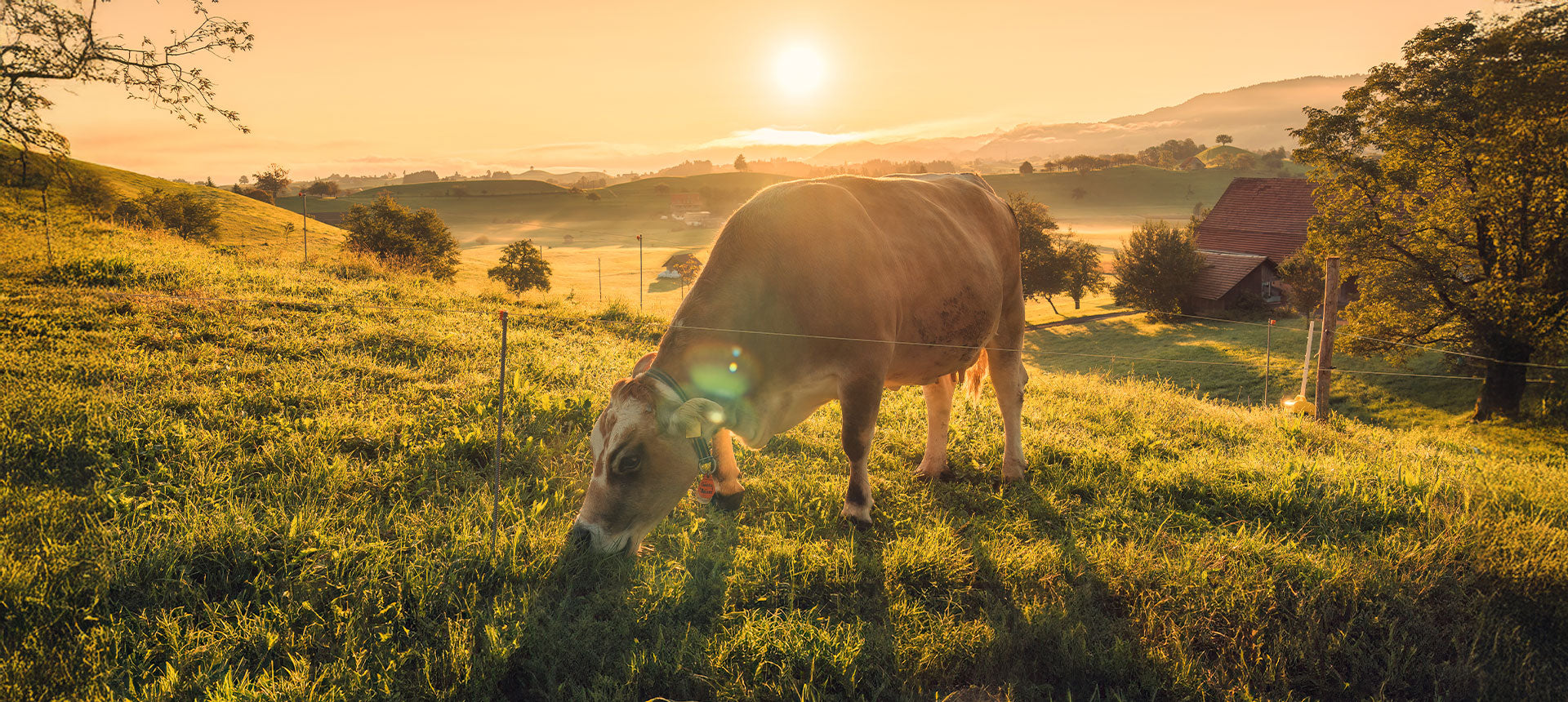 Hundefutter mit Fleisch aus artgerechter Tierhaltung - warum es so viel gesünder ist