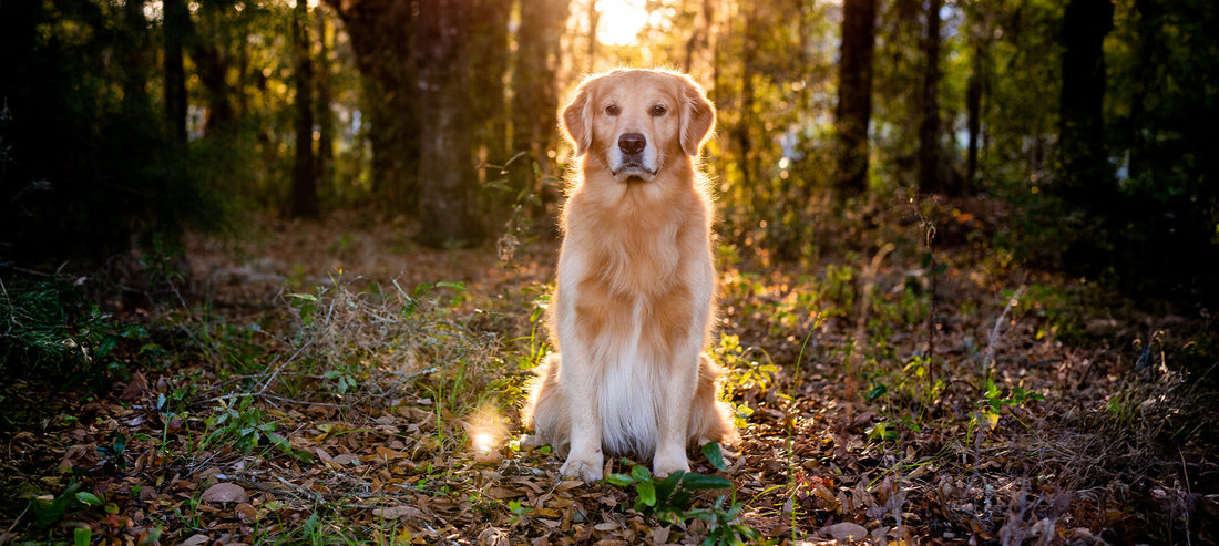 Arthrose beim Hund - Prävention und Behandlung durch Ernährung, pflanzliche Nahrungsergänzung und ergänzende Maßnahmen