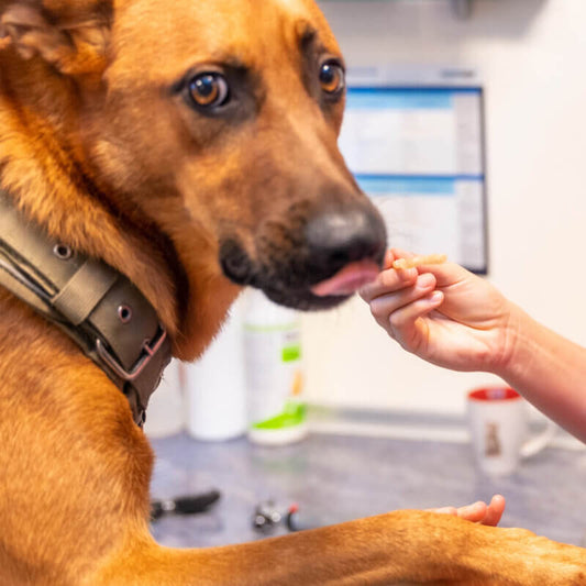 Behandlung und Therapie von Leishmaniose bei Hunden