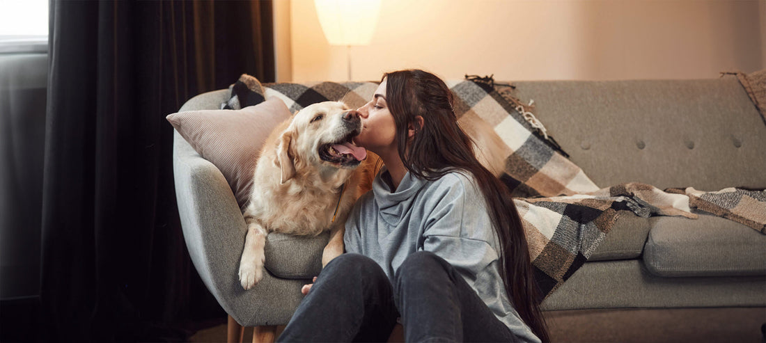 Leishmaniose-Symptome beim Hund erkennen