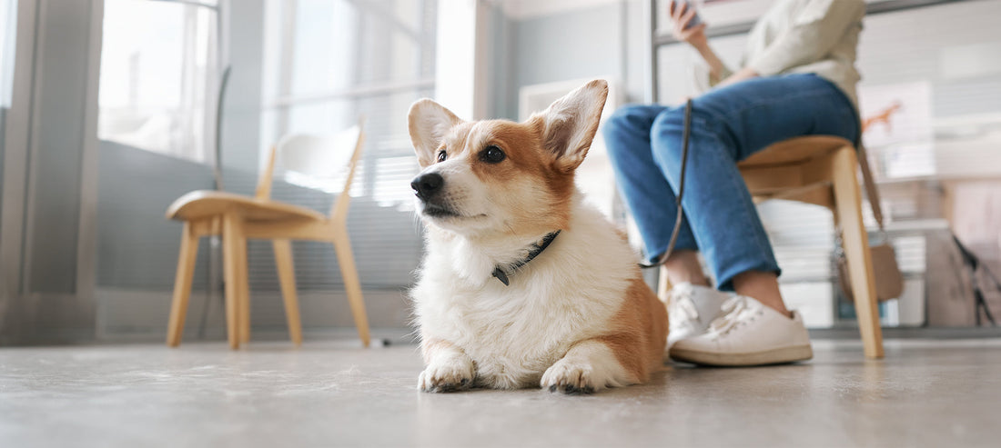 Behandlung und Therapie von Leishmaniose bei Hunden
