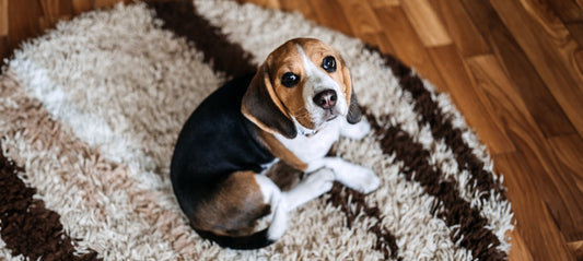 Die besten natürlichen Mittel für Hunde bei Giardien und Durchfall