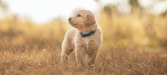 Durchfall bei Welpen: Gefährliche Symptome
