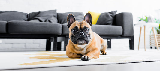 Durchfall beim Hund nach dem Futterwechsel: Was tun?