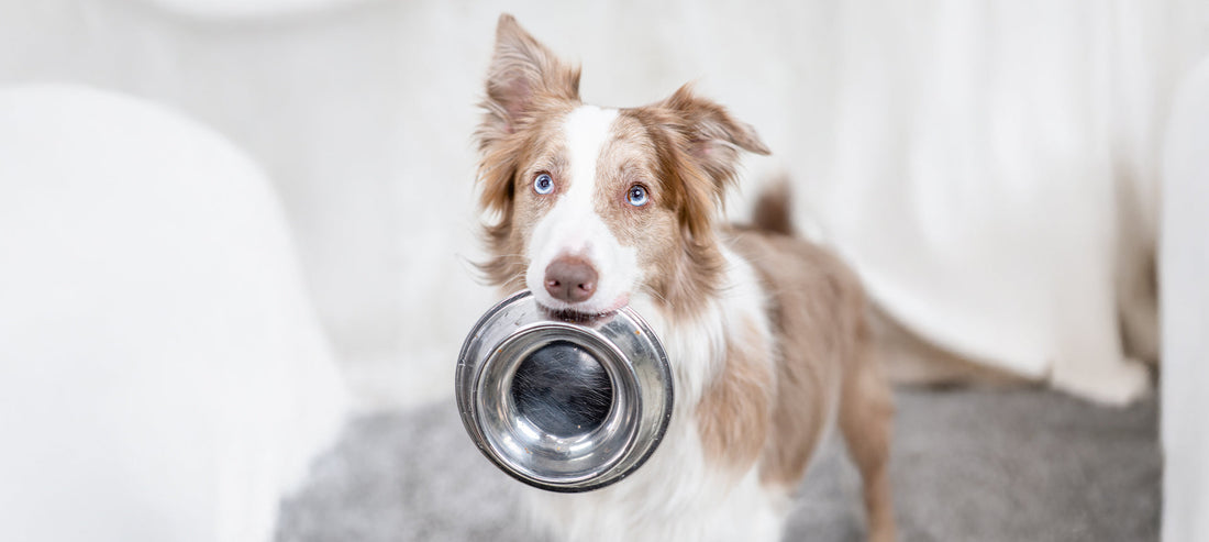 Durchfall bei Hunden: Ursachen und wie die Ernährung helfen kann