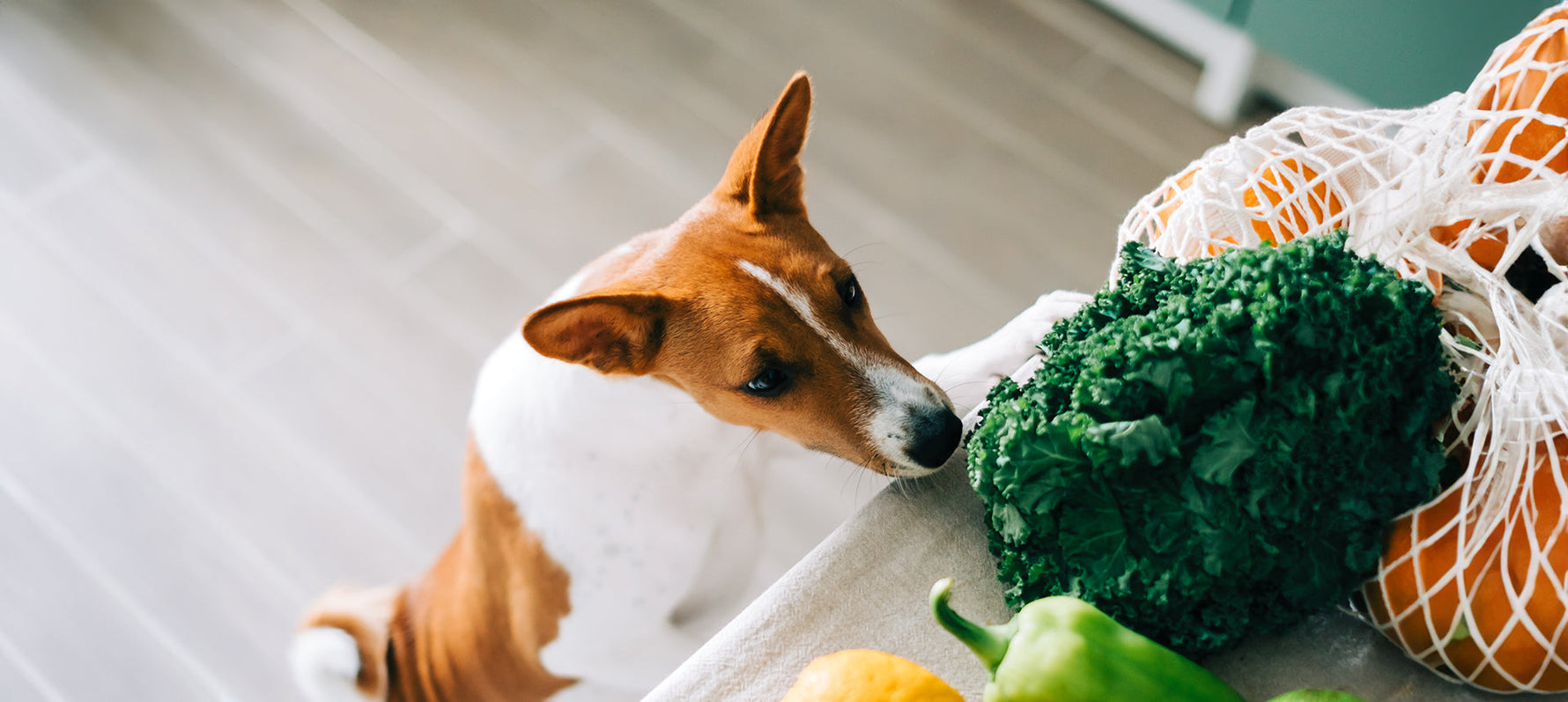 Ernährung bei Bauchspeicheldrüsen-Erkrankungen: Pankreatitis & EPI beim Hund ganzheitlich behandeln