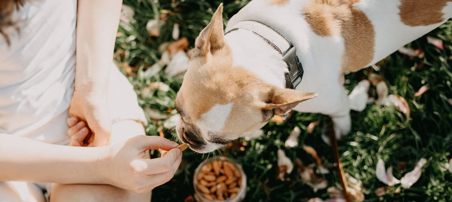 Futtermittelallergie beim Hund: Welche Ernährung hilft wirklich?