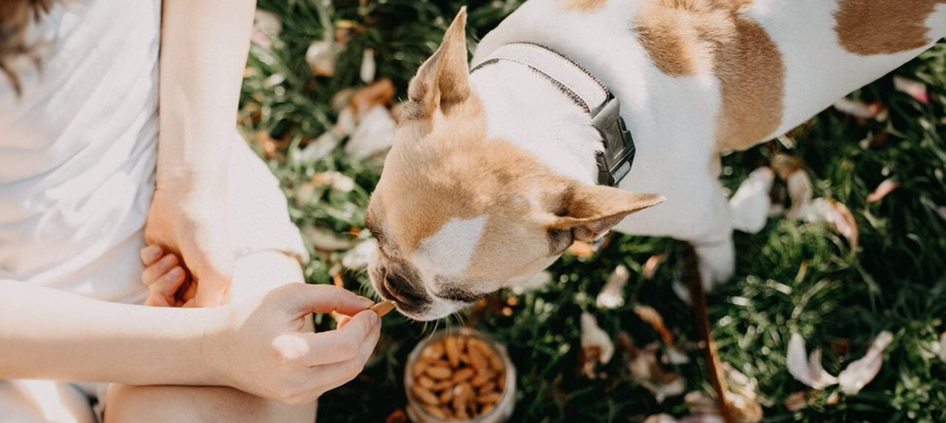 Futtermittelallergie beim Hund: Welche Ernährung hilft wirklich?
