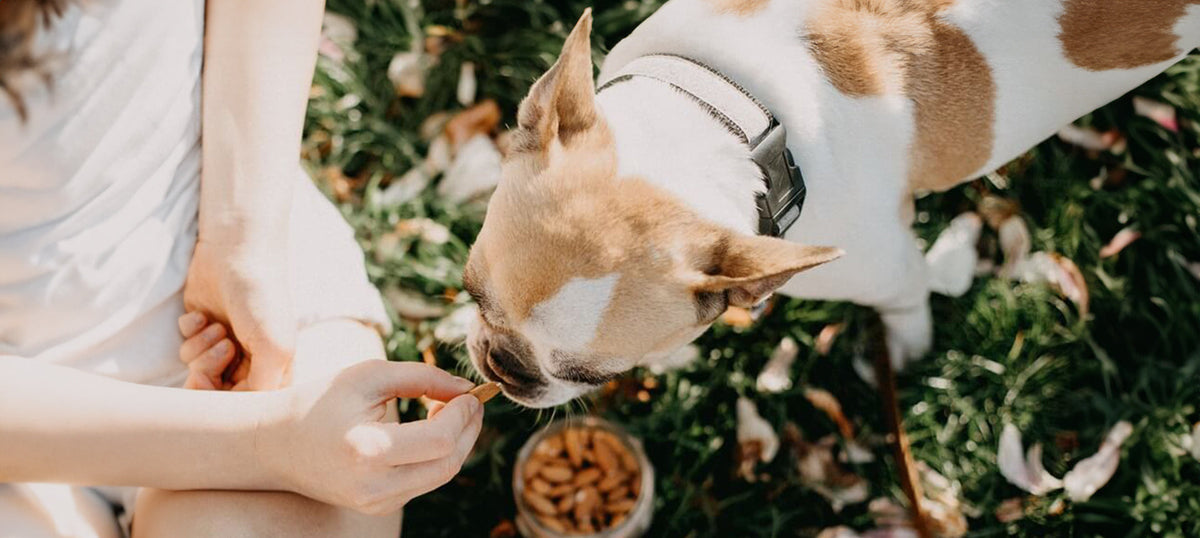 Futtermittelallergie beim Hund: Welche Ernährung hilft wirklich?