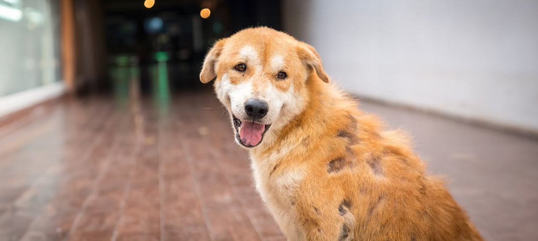 Haut- und Fellprobleme bei Hunden: Wie das richtige Futter helfen kann