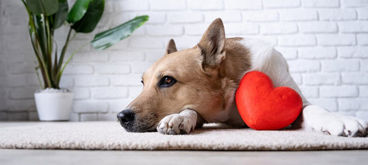 Herzkrankheiten bei Hunden: Welche Rolle spielt das Futter?