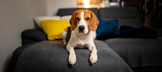 Hormonelle Störungen bei Hunden: Die unsichtbare Gefahr durch Schadstoffe im Futter