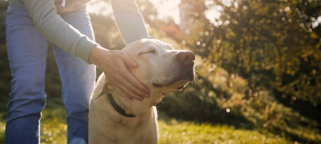 Hundesenioren – wie man Hunden das Altern leichter macht