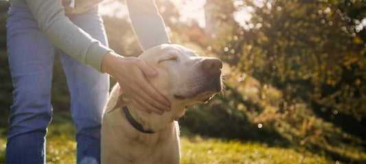 Hundesenioren – wie man Hunden das Altern leichter macht