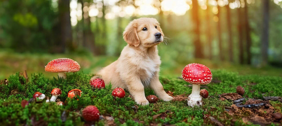 Achtung giftig für Hunde