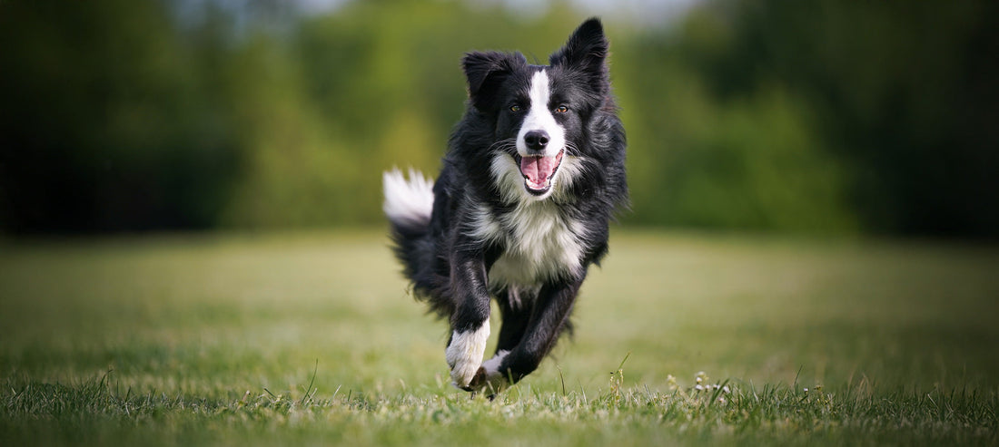 Natürlich vor Viren schützen - Gesund leben & das Immunsystem stärken
