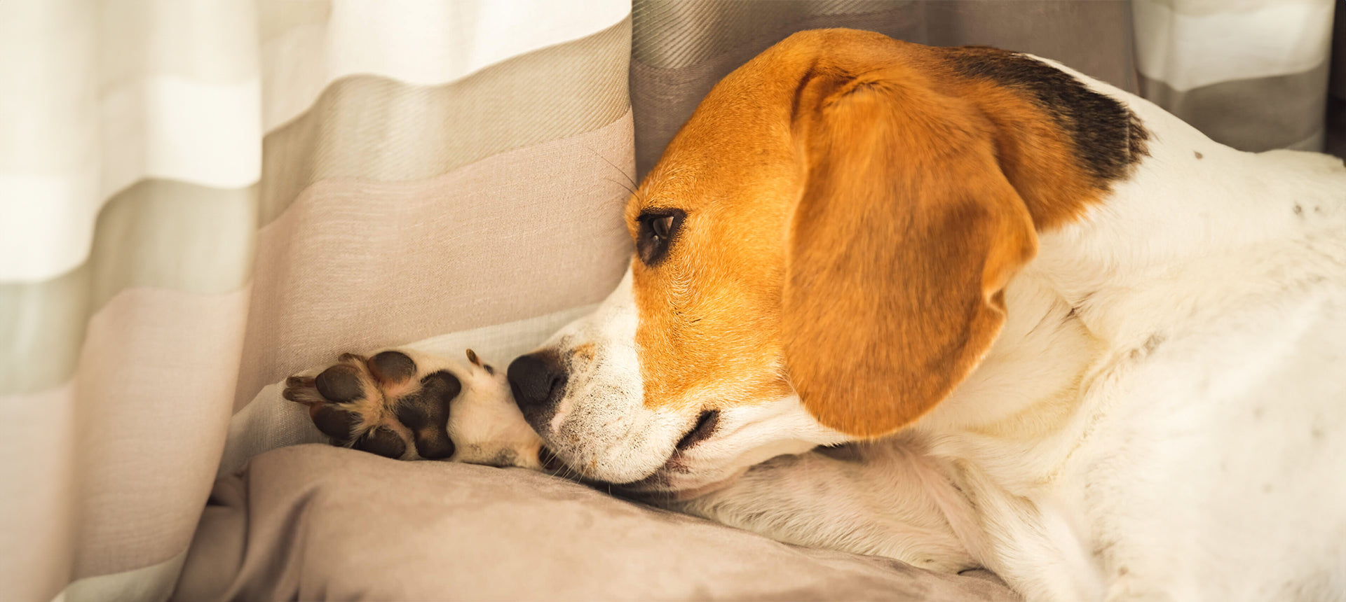 Leishmaniose beim Hund: Symptome im Anfangsstadium
