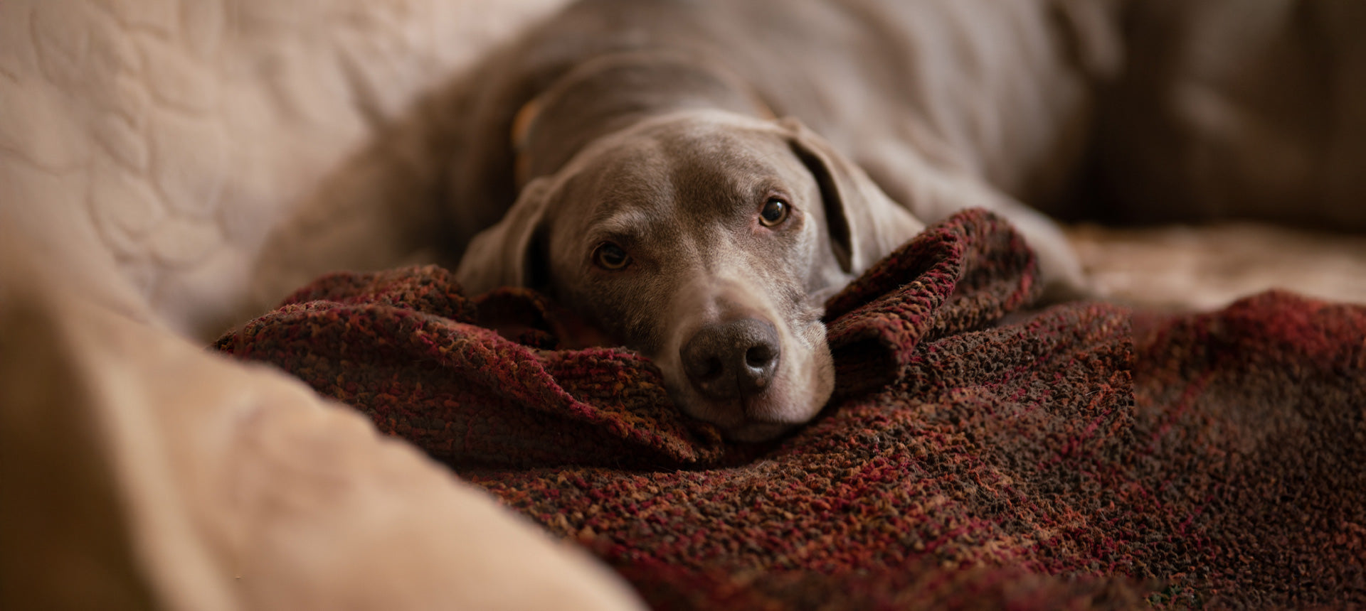 Krebs bei Hunden - Arten, Symptome, Vorbeugung, Therapie & mehr