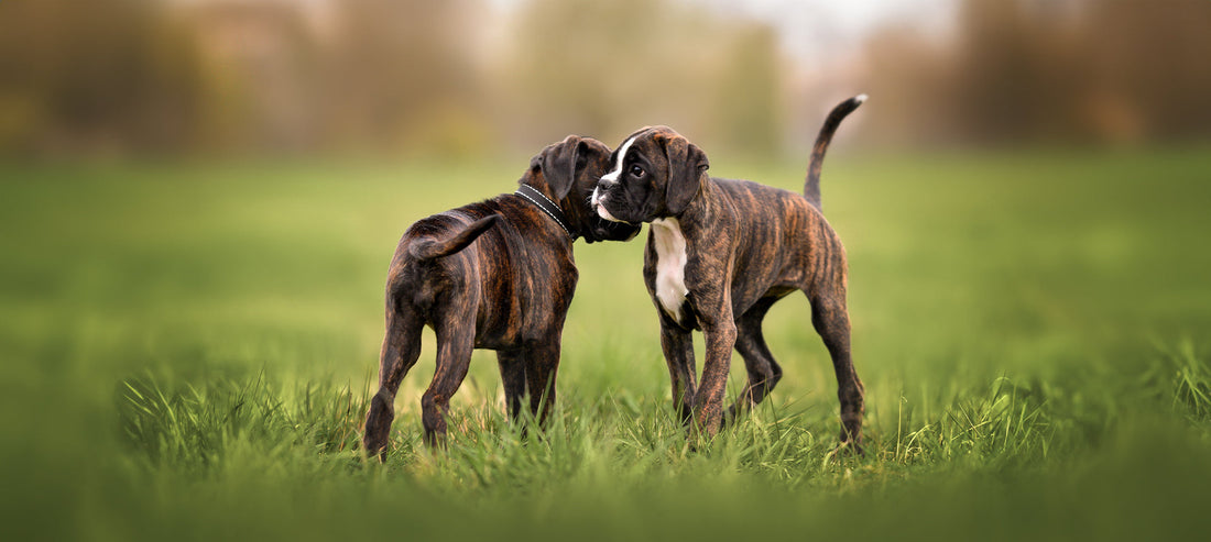 Leishmaniose: Übertragung von Hund zu Hund