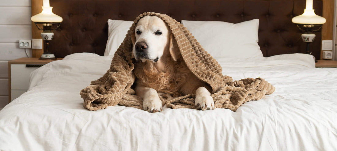 Leishmaniose bei Hunden: Alles was Hundehalter wissen müssen